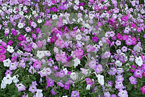 Top view of petunias in various shades of pink