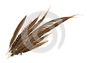 Top view of pheasant tail feathers