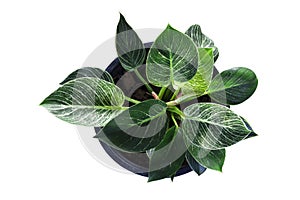 Top view of Philodendron Birkin is growing in pot isolated on white background.