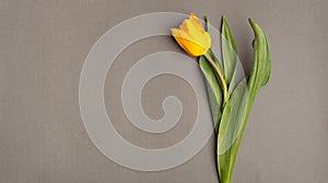 Top view photo of beautiful yellow single tulip on grey background with copyspace