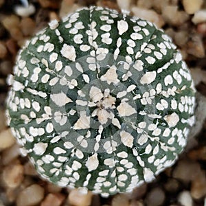 Top view photo fresh green cactus with small rock