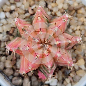 Top view photo fresh red cactus in pot with small rock