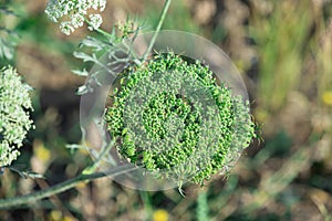 top view photo of raw carrot seeds on plant