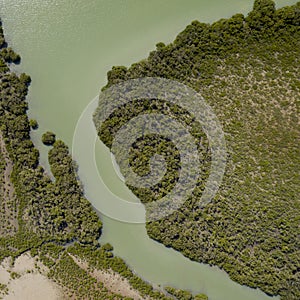 Top view of a piece of green water running between trees in Northland, New Zealand