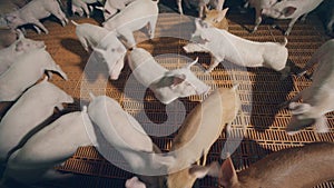 Top view of the piggies roaming in the farm cote