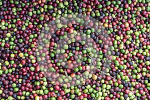 Top view of a pile of colorful fresh coffee fruits photo