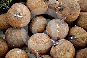 Top view of a pile of fresh harvest sapodilla or chico tropical fruit.