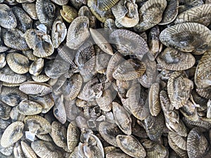 Top view of a pile of Lajonkairia lajonkairii saltwater clams with beautiful textures on shells