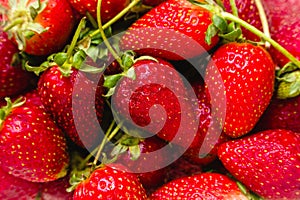 Top view of pile of strawberries completely covering the frame