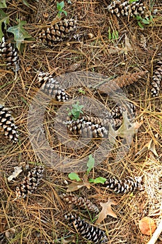 Top view of pine cones and needles