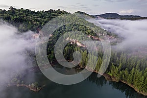 Top view of pine tree forest beside the river