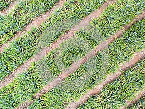 Top view of pineapple plantation