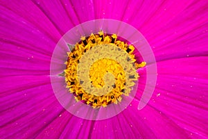 Top view on a pink cosmos flower