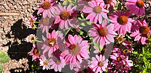 Top view of pink echinacea or daisy flowers