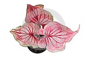 Top view of pink exotic `Caladium Florida Sweetheart` plant in flower pot on white background