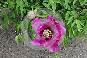 Top view of pink flower of tree peony