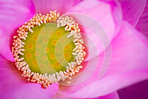 Top view of pink lotus flower. In Buddhism the lotus is known to be associated with purity, spiritual awakening and faithfulness.