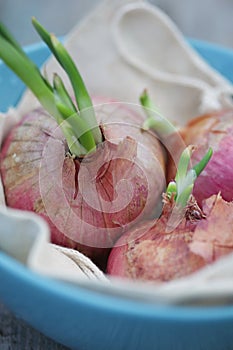 Top view of Pink onions in blue plate