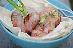Top view of Pink onions in blue plate
