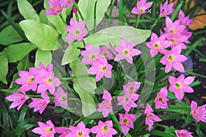 Top view pink rain lily field with water drops , fresh colorful sweet flowers blooming in nature garden