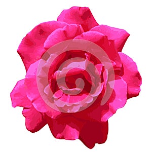 Top View Pink Red Rose flowerhead isolated on white background.