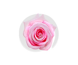 Top view pink rose flower with water drops isolated on white background with clipping path