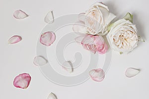 Top view of pink rose petals isolated on white table background.Valentine's day still life. Decorative floral banner