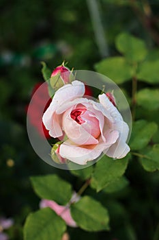 Top view of a pink rose Poesie & x28;JACient& x29; photo