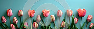 Top View Pink Tulips on Turquoise Background with Copy Space - Website Banner