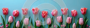 Top View Pink Tulips on Turquoise Background with Copy Space - Website Banner