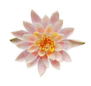 Top view of pink water lily flower