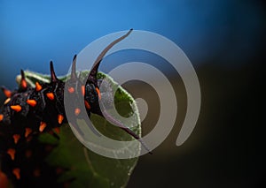 Top view of Pipevine Swallowtail caterpillar on a Dutchmans Pipe Vine