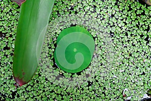 Pistia Water cabbage and water is Aquatic Plant