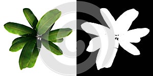 Top view of Plant banana tree palm 1 Tree png with alpha channel to cutout made with 3D render