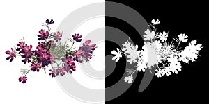 Top view of Plant flowers (Cosmos Bipinnatus) Tree png with alpha channel to cutout made with 3D render