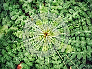 Top view of plant in the garden.