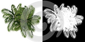 De planta (palmera un árbol 2) un árbol canal sobre el separar hecho  gráficos tridimensionales renderizados por computadora 