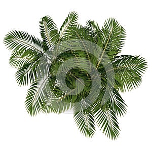 Top view of Plant Generic Palm tree 2 Tree white background 3D Rendering Ilustracion 3D photo