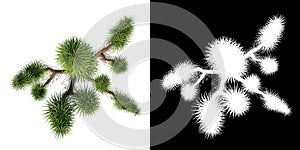 Top view of Plant  Joshua Tree1 Tree png with alpha channel to cutout made with 3D render