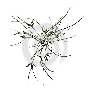 Top view of Plant Lawn Grass Grass 3 Tree illustration vector