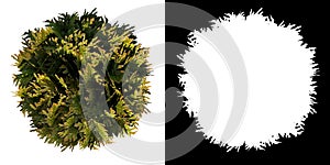 Top view of Plant Thuja Anna`s Magic Ball Dwarf Cedar- 1 Tree png with alpha channel to cutout made with 3D render