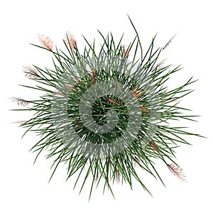 Top view of Plant Vetiver Chrysopogon zizanioides Tree white background 3D Rendering Ilustracion 3D photo