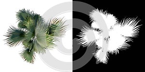 Top view of Plant Washingtonia filifera desert fan palm 1 Tree png with alpha channel to cutout made with 3D render