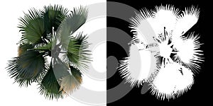 Top view of Plant Washingtonia filifera desert fan palm 2 Tree png with alpha channel to cutout made with 3D render