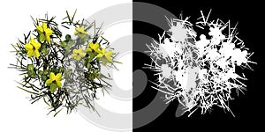 Top view of Plant  Yellow Flowers Lawn 1 Tree png with alpha channel to cutout made with 3D render