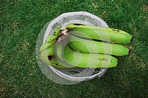 Top view of Plantain or Green Banana Musa paradisiaca on a transparent plate bacground of house lawn grass. These raw used for