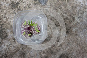 Top view of Planting spring onion in a plastic water bottle.