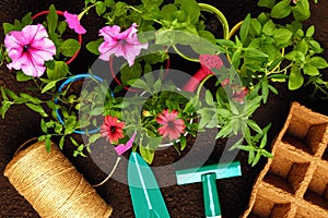 Top view of plants flowers in pots, gardening tools on soil background