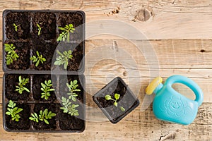 Top view on plastic containers with young baby plants growing on fertile soil and toy watering can. Agriculture