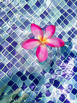 Top view of a Plumeria Frangipani flower floating on the clear swimming pool water and a blurry female hand under water, with